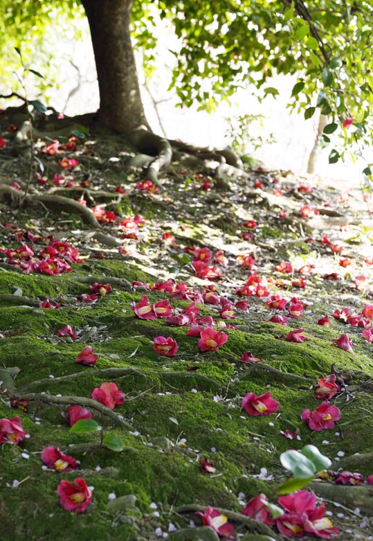 2014jyounanguusidareume172