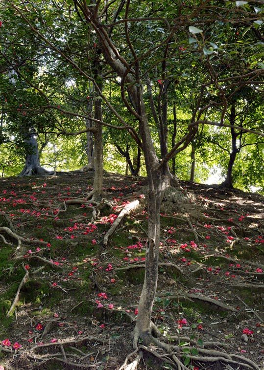 2014jyounanguusidareume178