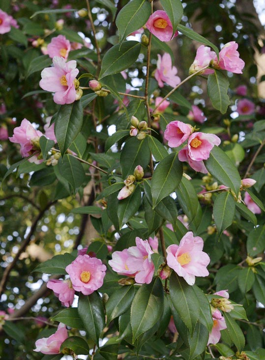 2014jyounanguusidareume186