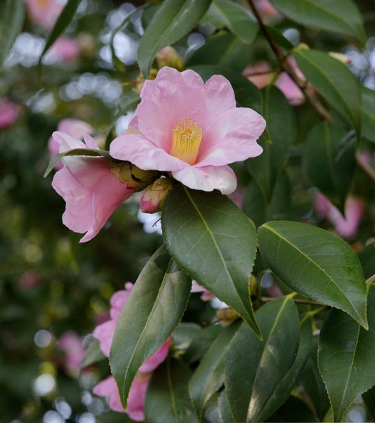 2014jyounanguusidareume187