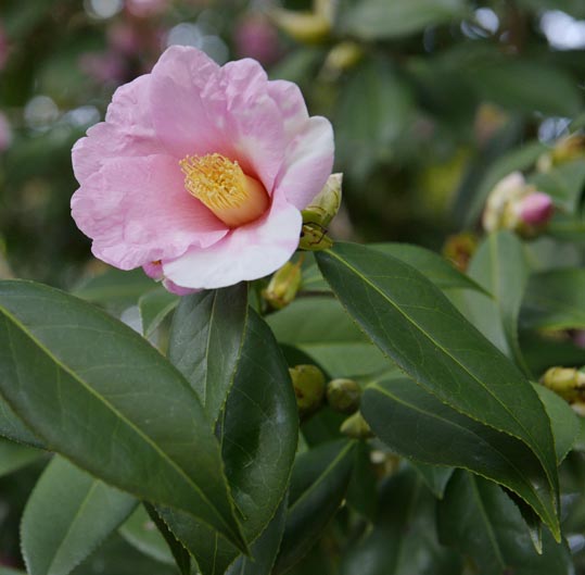 2014jyounanguusidareume188