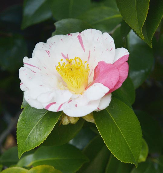 2014jyounanguusidareume191