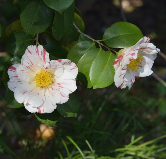 2014jyounanguusidareume194