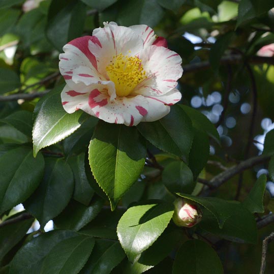 2014jyounanguusidareume195