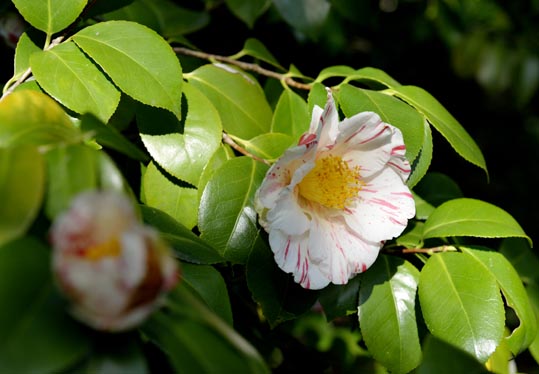 2014jyounanguusidareume196