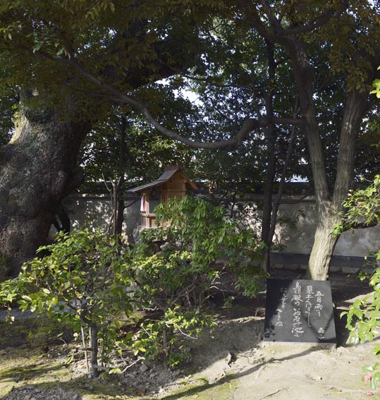 2014jyounanguusidareume205