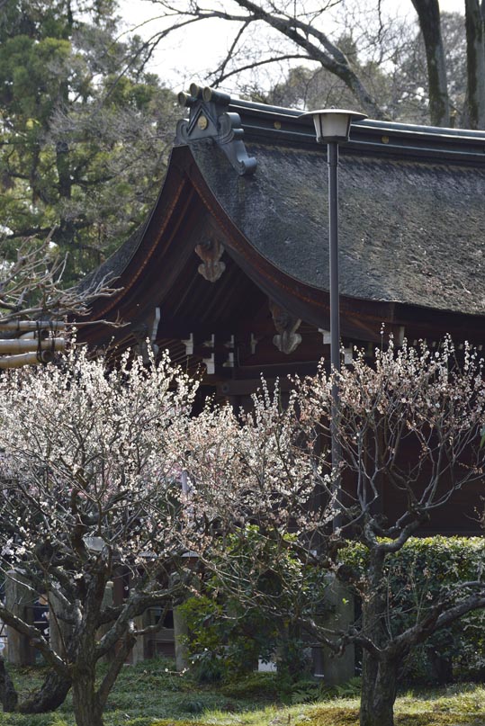 2014jyounanguusidareume208