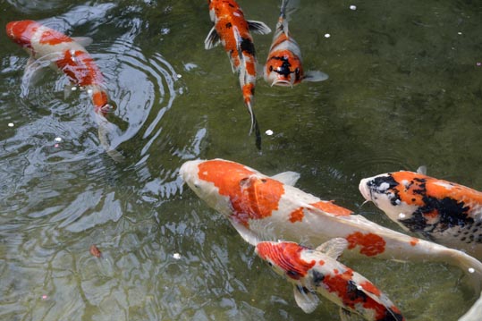 2014jyounanguusidareume216