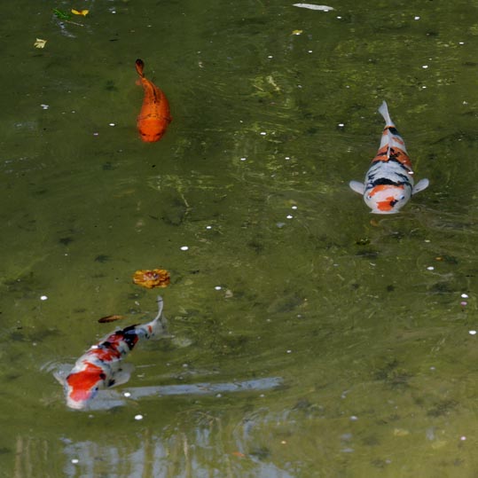 2014jyounanguusidareume218