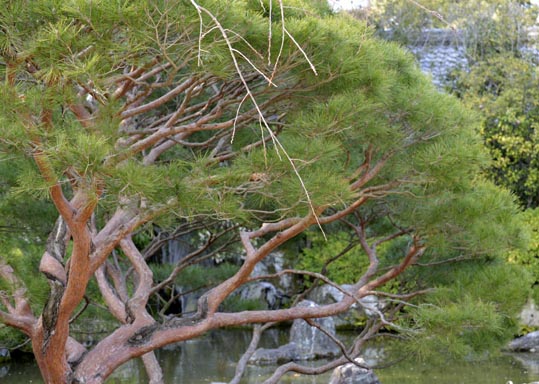 2014jyounanguusidareume222