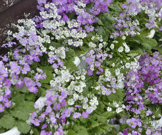 2014kooriyamajyou005