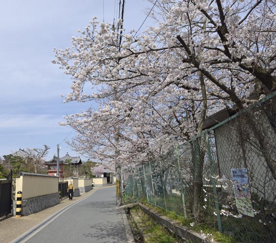 2014kooriyamajyou008