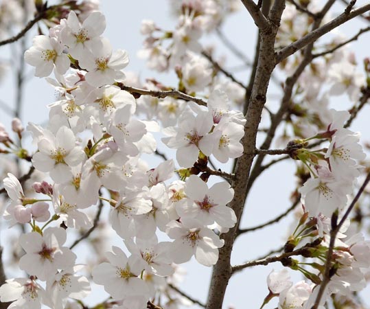 2014kooriyamajyou010