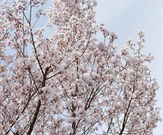 2014kooriyamajyou012