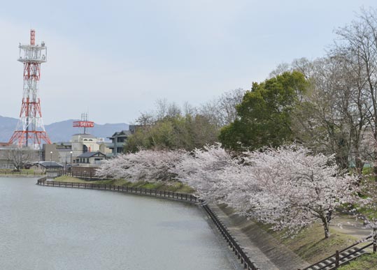 2014kooriyamajyou034