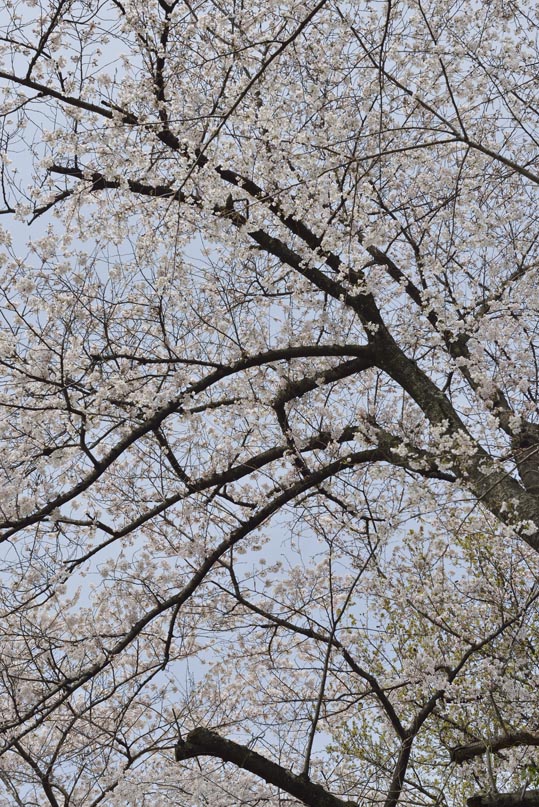 2014kooriyamajyou037