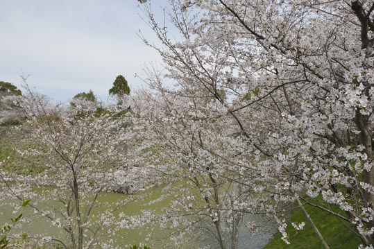 2014kooriyamajyou043