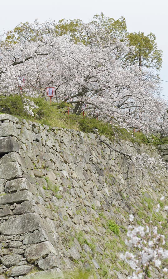 2014kooriyamajyou046