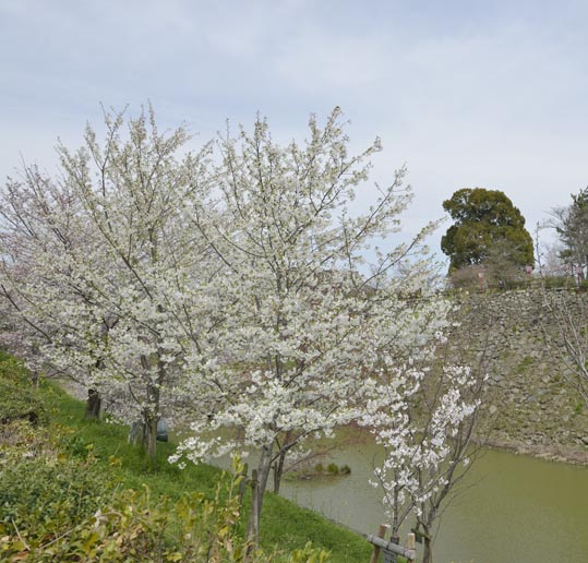 2014kooriyamajyou048