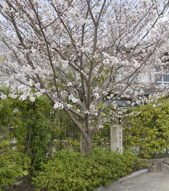 2014kooriyamajyou063