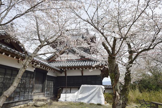 2014kooriyamajyou089