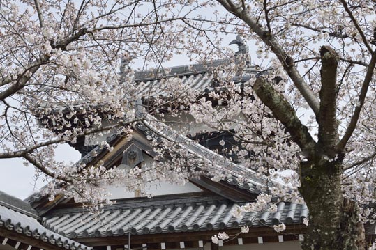 2014kooriyamajyou090