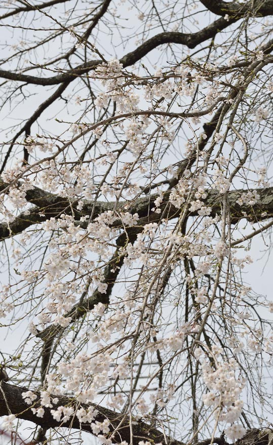 2014kooriyamajyou093