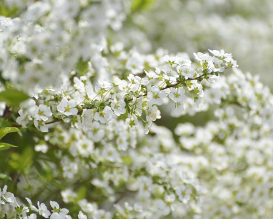 2014kooriyamajyou106