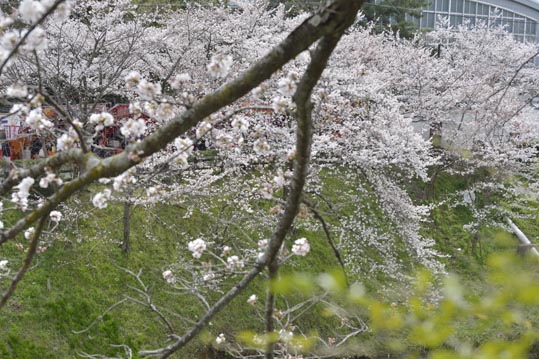 2014kooriyamajyou119