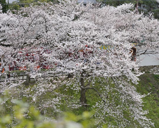 2014kooriyamajyou120