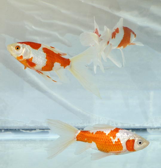 2014kooriyamajyou122