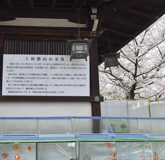 2014kooriyamajyou124