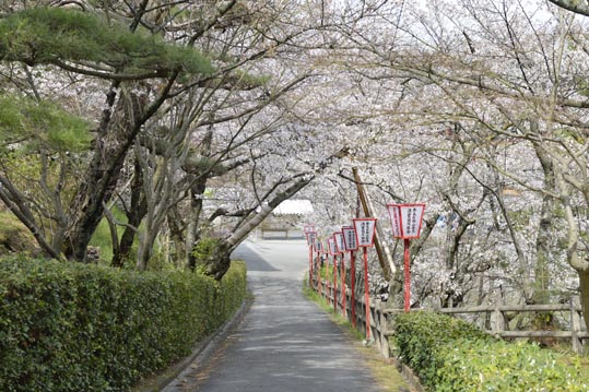 2014kooriyamajyou138