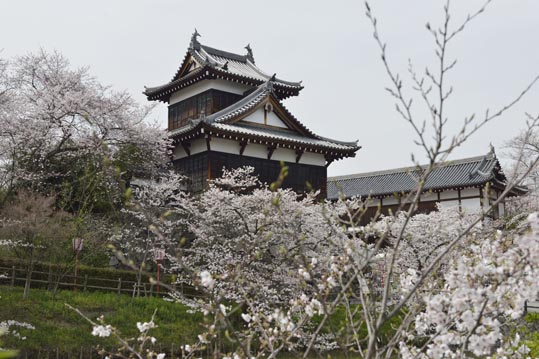 2014kooriyamajyou159