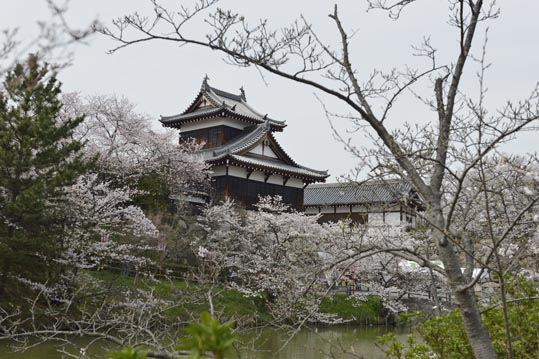 2014kooriyamajyou160