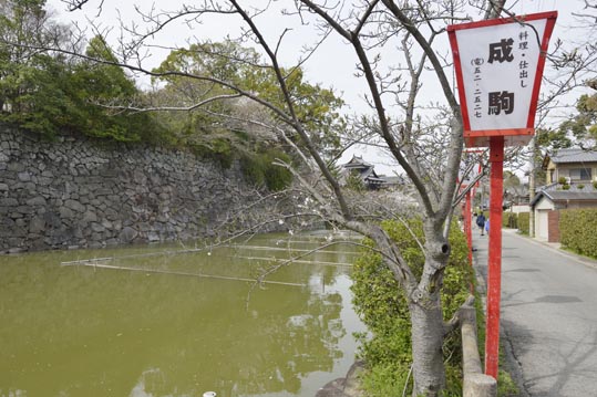 2014kooriyamajyou168