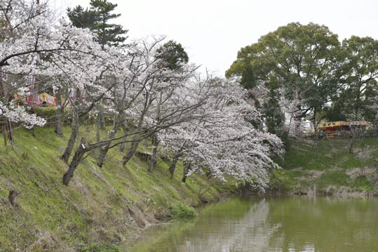 2014kooriyamajyou169