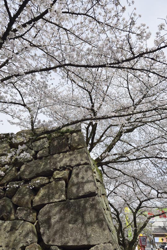 2014kooriyamajyou172