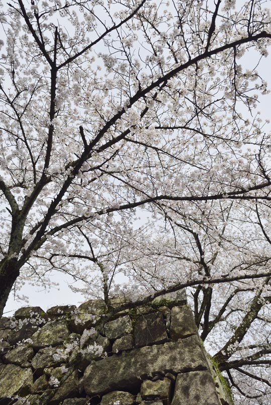 2014kooriyamajyou173