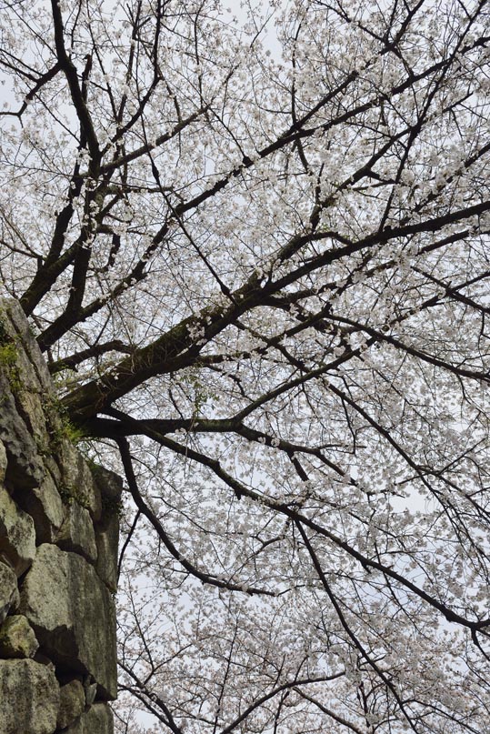 2014kooriyamajyou174