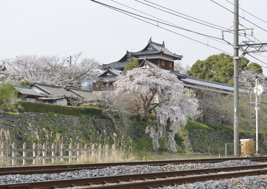 2014kooriyamajyou181