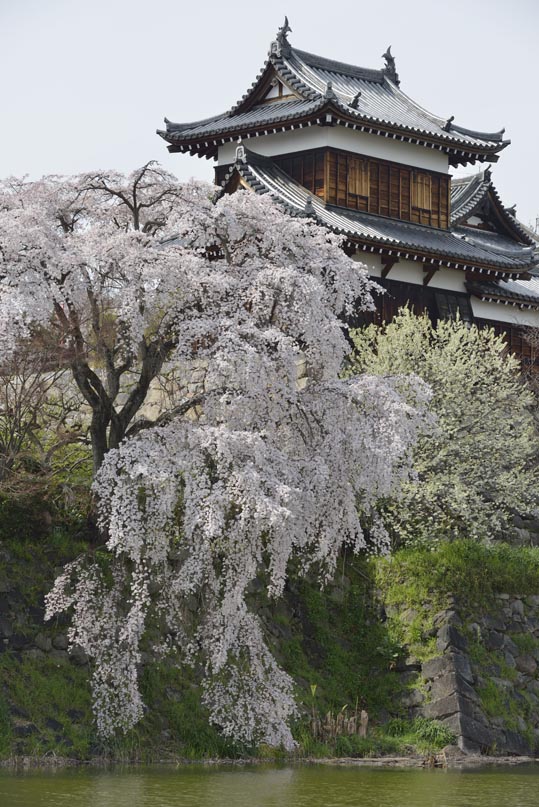 2014kooriyamajyou190