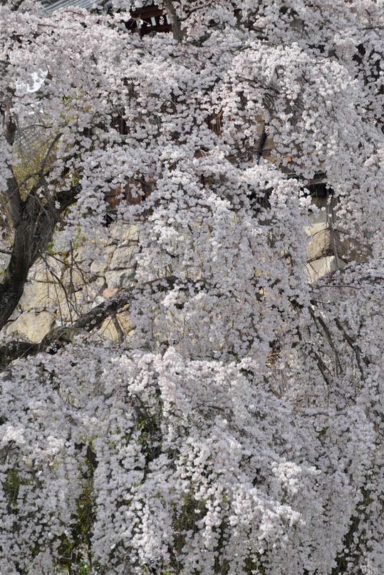 2014kooriyamajyou192