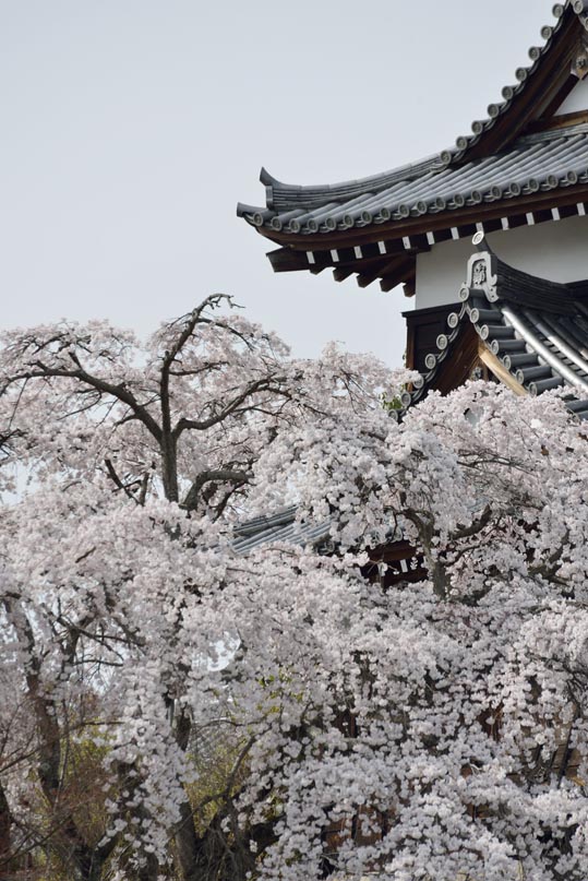 2014kooriyamajyou193