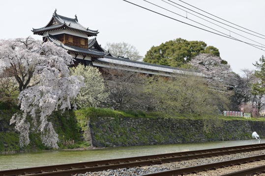 2014kooriyamajyou196