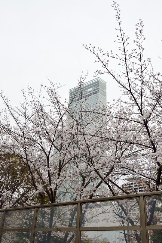 2014kooriyamajyou220